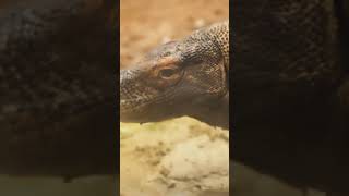 komodo dragon vs alligator natures titans clash [upl. by Oleusnoc]