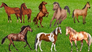 Horse Sound Effect  Horse Neighing  Farm Animal Sound [upl. by Ecaroh367]