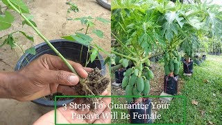 3 Steps To Guarantee Your Papaya Will Be Female l Agrieducation [upl. by Almeria792]