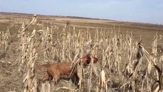 Zoldmali Extreme Wirehaired Vizsla what a spectacular work [upl. by Bernstein971]