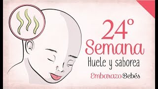 SEMANA 24 de Embarazo  6º Mes  Semana a semana [upl. by Jelks389]