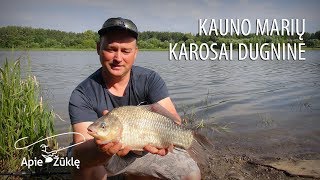 Apie žūklę 2018 06 30 Didelių karosų žūklė nuo kranto Kauno marios [upl. by Brade]