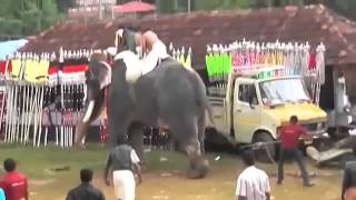 Killer elephant goes berserk trampling Indians at Kerala festival [upl. by Nevek]