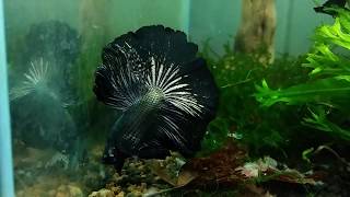 Betta Halfmoon quotBlack Copperquot [upl. by Griffiths]