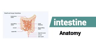 What is the anatomy of the intestine  Small amp Large Intestine ।। intestine anatomy and physiology [upl. by Fionna]