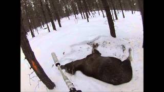 Moose hunting in Norway [upl. by Christiansen]