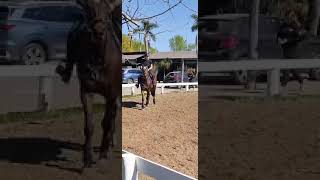 Clases equitacion entrenamientodecaballos horse [upl. by Kcirderfla132]