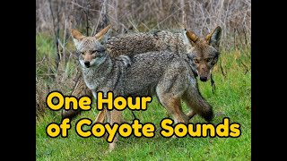 One 1 Hour of Coyote Sounds  Coyotes at night howling yipping and more [upl. by Enamrahs238]