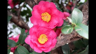 Growing Sasanqua Camellias for Fall amp Winter Flowers [upl. by Colpin864]