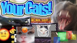 I Turned My Viewers Cats Into Memes [upl. by Rosalia]