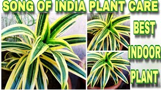 Song of Indiadracaena reflexa plant caresong of India plant ki care kese kraindracaena [upl. by Llertrac91]