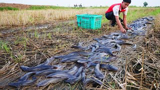 I Catch a lots fishes in mud at the field [upl. by Bartholomeus]