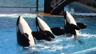 One Ocean Full Show  SeaWorld San Diego  June 23 2014 [upl. by Zwick]