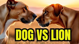 The Lion vs Rhian Ridgeback Showdown Revealed [upl. by Odrareg]