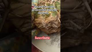 Ferocactus latispinusshortsyoutube cactusmania cactus cactuslovers amorporloscactus [upl. by Sill852]