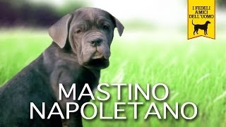 MASTINO NAPOLETANO Trailer Documentario [upl. by Inanak]