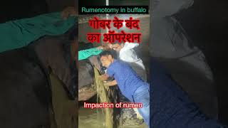 Impaction of rumen l Rumenotomy l Dr Umar Khan [upl. by Caylor]