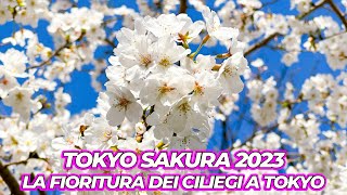 LA FIORITURA DEI CILIEGI A TOKYO  HANAMI 2023 [upl. by Leinad58]