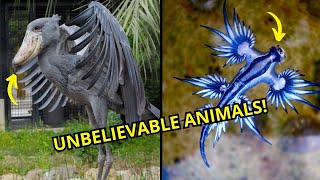 You Wont Believe These 10 Rare Animal Species Exist [upl. by Odlaumor]