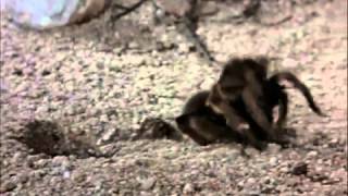 Tarantula vs Pepsis Wasp [upl. by Durkin919]