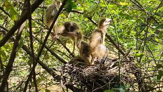 Very amazing gray bittern birds nest [upl. by Romilda357]