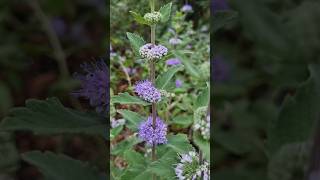 층층이 예쁘게 꽃피는 층꽃나무 Caryopteris incana [upl. by Aunson587]