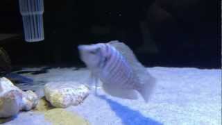 Altolamprologus Calvus white African cichlid Tank 2012 April 25MOV [upl. by Medwin]