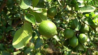 Con Top Citrus più valore alla filiera del limone dellEtna  La Natura Dal Campo alla Tavola [upl. by Claudia]