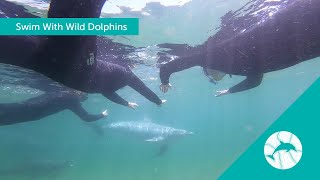 Swim With Wild Dolphins [upl. by Hoffert]