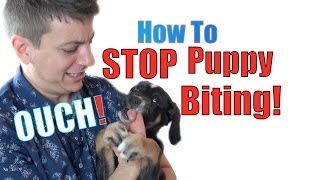 How to Train a Puppy NOT to BITE [upl. by Nrehtak]