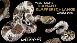 Safari Ltd ® Westliche Diamant Klapperschlange  Crotalus atrix  Western Diamondback Rattlesnake [upl. by Foushee]