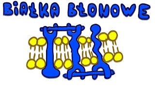 Białka Błonowe  LiczNaPalcach Biologia [upl. by Leelaj]