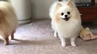 female pomeranian dog barking  pomeranian Puppies Barking [upl. by Helaina]