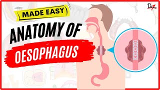 Lets Learn about Esophagus [upl. by Revell]