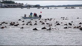 Chincoteague Islands Pony Swim 2019 [upl. by Case]