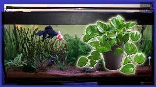 Une Plante Verte dans LAquarium  La Pothos [upl. by Emmuela]