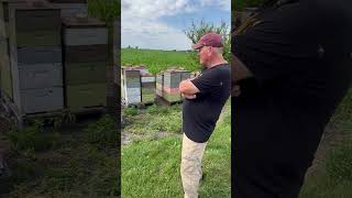 Pollinator Week 2024 Bees with Frank [upl. by Tiemroth932]