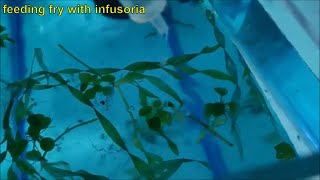 How to culture infusoria the easiest and fastest way  culturing infusoria without a starter [upl. by Aicinad714]