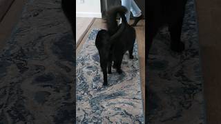 friendly CUTE cats showing love ❤️ CATS MEOWING catshorts viral [upl. by Enivid816]