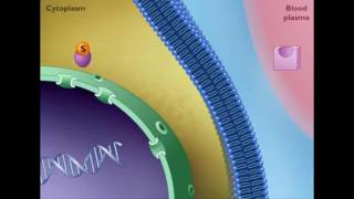 Mechanism of STEROID HORMONE action [upl. by Itnahs]