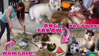 A Day In A Life With 12 Siberian Huskies  Husky Pack TV [upl. by Dwain]