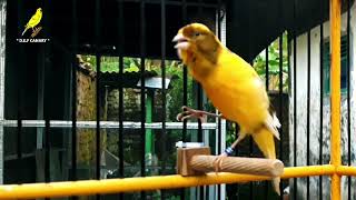 Canary singing Training Video [upl. by Lisabeth394]