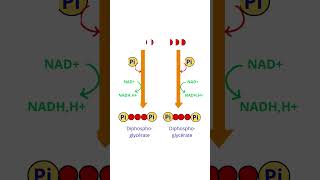 Glycolyse Réactions Et Bilan science [upl. by Akir]