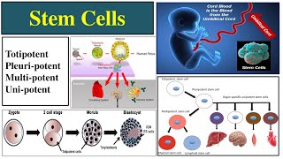 Stem Cells  Types of Stem Cells  Totipotent  Pluripotent  Importance of Stem Cells  Multipotent [upl. by Rockafellow181]