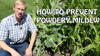 How to Prevent Powdery Mildew [upl. by Haldane]