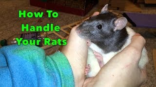 How To Pick Up And Handle Your Rats [upl. by Maxine]