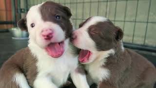 3 WEEK OLD PUPPIES Border Collie Puppies [upl. by Leoine191]