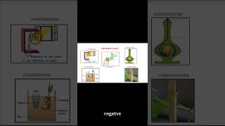 Tropism in plantstropic movements hydrotropismchemotropismthigmotropismphototropism [upl. by Anaili]