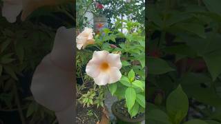 Allamanda Flower Plant Care Grow Stunning Yellow Blooms shorts youtubeshorts garden flowers [upl. by Eedna]