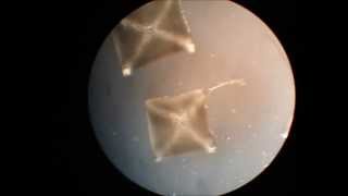 time lapse  salt crystallization on microscope [upl. by Judus]